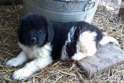 newfoundland breeders texas|landseer ect puppies for sale.